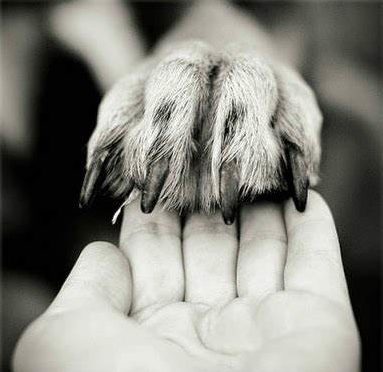 VÉTO DES LACS : Soins vétérinaires professionnels pour vos animaux de compagnie et assistance pour les animaux sauvages. Contactez-nous pour des conseils et des services adaptés à vos besoins.