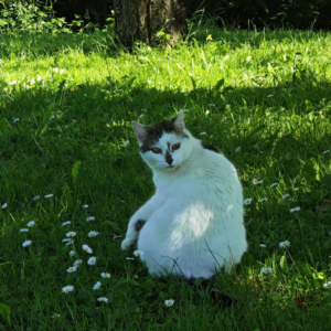 VÉTO DES LACS :  Soins vétérinaires professionnels pour vos animaux de compagnie et assistance pour les animaux sauvages. Contactez-nous pour des conseils et des services adaptés à vos besoins.