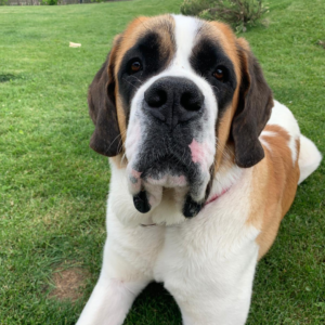 VÉTO DES LACS :  Soins vétérinaires professionnels pour vos animaux de compagnie et assistance pour les animaux sauvages. Contactez-nous pour des conseils et des services adaptés à vos besoins.